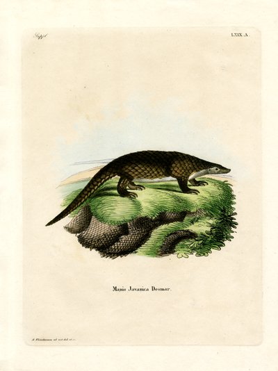 Malaiischer Pangolin von German School