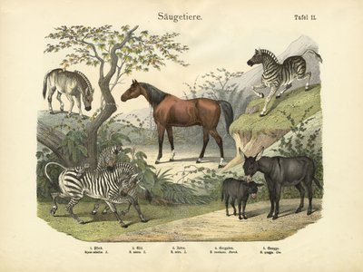Säugetiere, um 1860 von German School