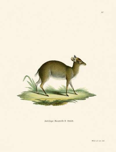 Maxwells Duiker von German School