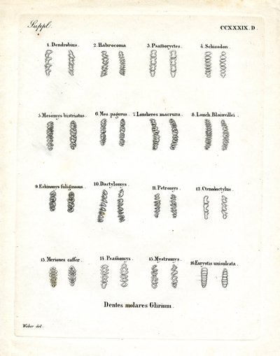 Backenzähne von German School