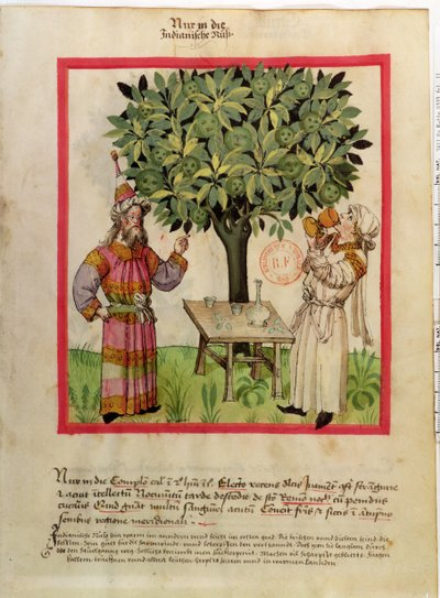 Ms.Lat.9333 fol.11 Ernte von Muskatnüssen, aus Tacuinum Sanitatis von German School