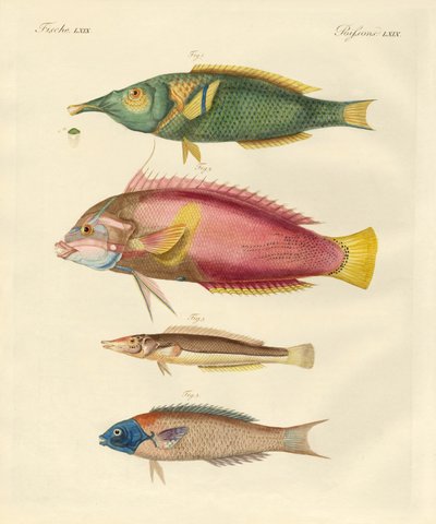 Neu entdeckte Fische von German School