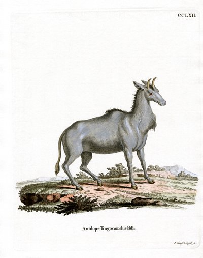 Nilgau von German School