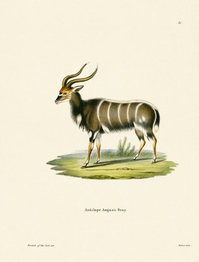 Nyala von German School