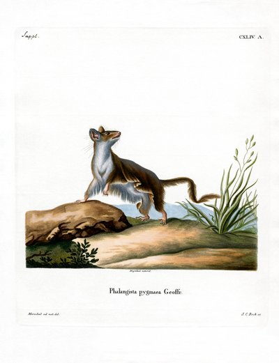 Opossummaus von German School