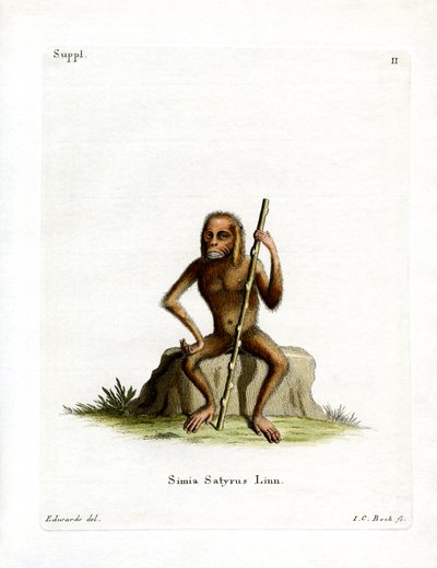 Orang-Utan von German School