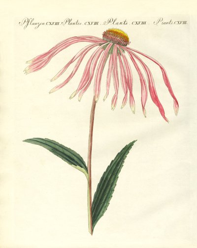 Zierpflanzen von German School