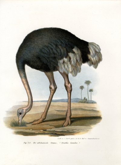 Strauß, 1864 von German School