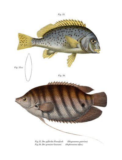 Gemalter Süßlippenfisch von German School