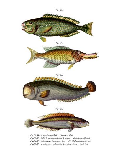 Blasswangen-Papageienfisch von German School