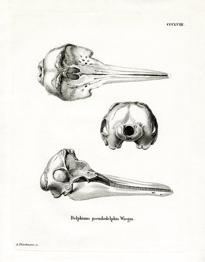 Schädel des Pantropischen Fleckendelfins von German School