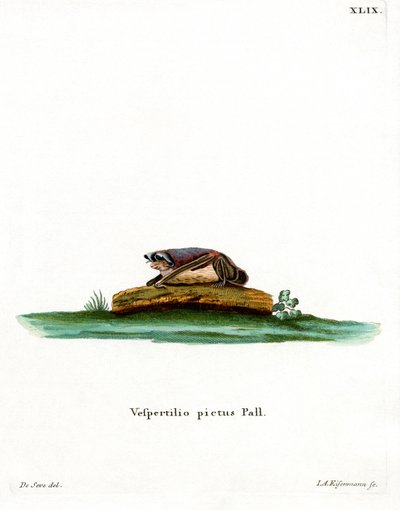 Buntfledermaus von German School