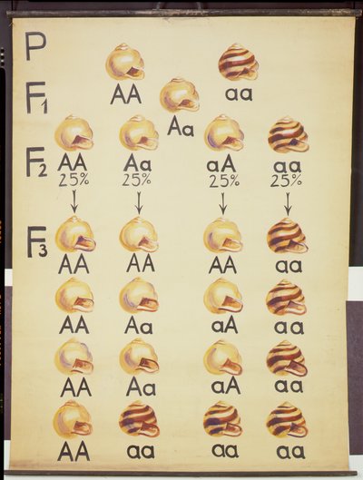 Poster von Cepea Schnecken von German School