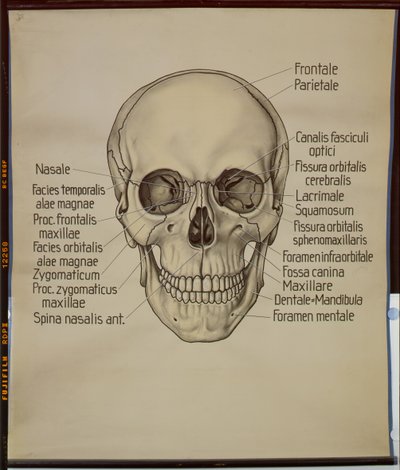 Poster eines menschlichen Schädels von German School