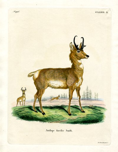 Gabelbock von German School