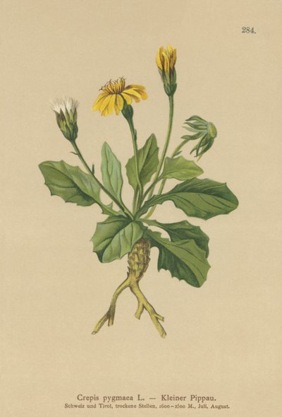 Zwerg-Greiskraut von German School