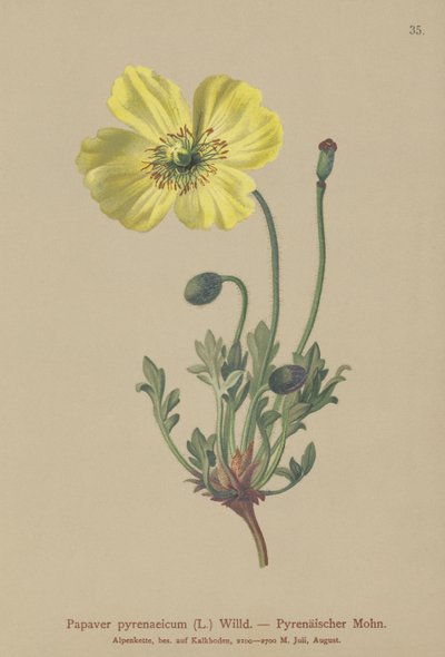 Pyrenäen-Mohn (Papaver pyrenaeicum, Papaver alpinum sub.) von German School