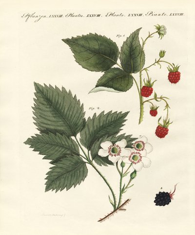 Himbeeren und Brombeeren von German School