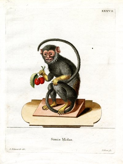 Rot-Handtamarin von German School