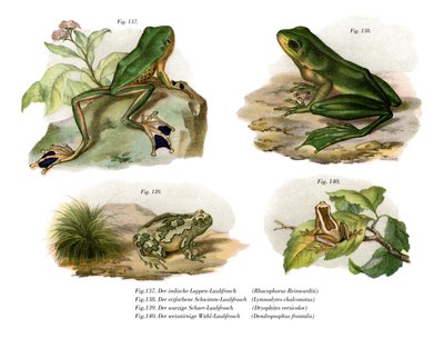 Reinwardts Flugfrosch von German School