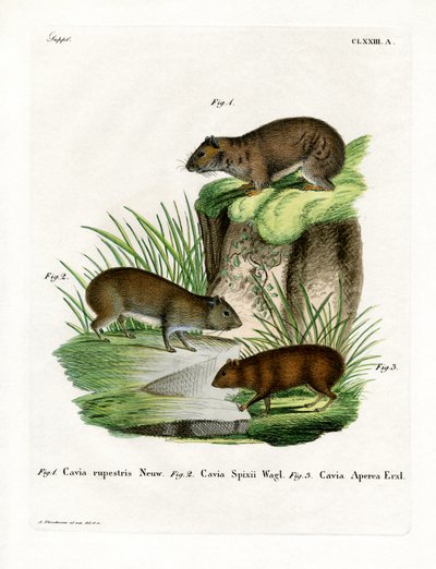 Felsenmeerschweinchen von German School