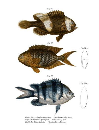 Sattelrücken-Anemonenfisch von German School