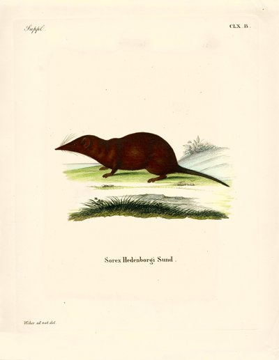 Spitzmaus von German School