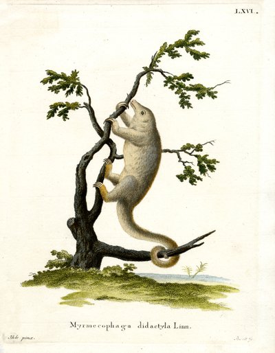 Seidenameisenbär von German School