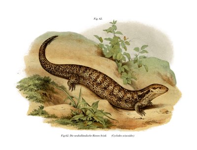 Skink von German School