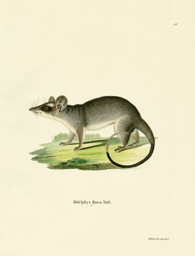 Südöstliches Vieraugen-Opossum von German School