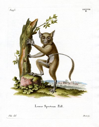 Spektral-Koboldmaki von German School