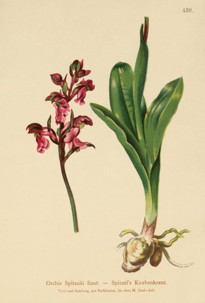Spitzels Knabenkraut von German School