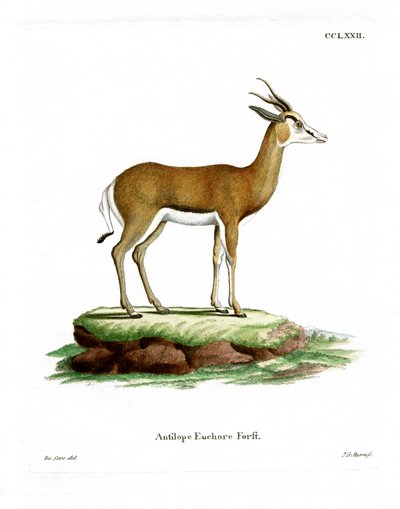 Springbock von German School
