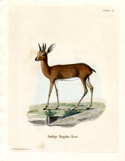 Steinbock von German School