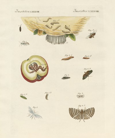 Seltsame Schmetterlinge von German School