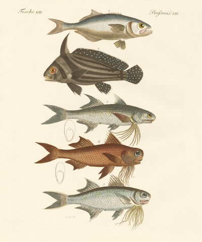 Seltsame Fische von German School