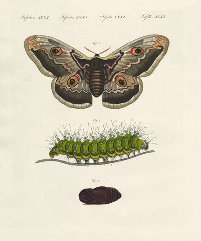 Seltsame Insekten von German School