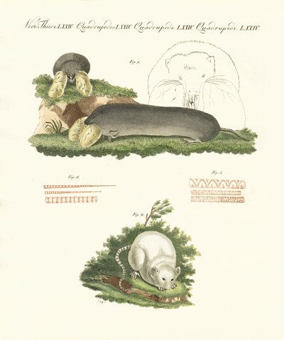 Seltsame Säugetiere von German School