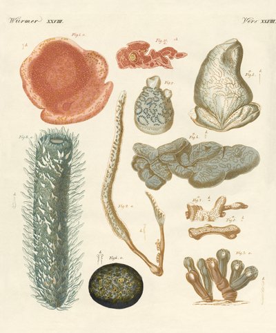 Seltsame Mollusken von German School