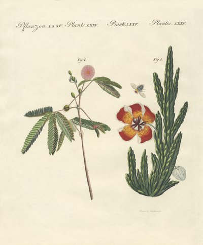 Seltsame Pflanzen von German School