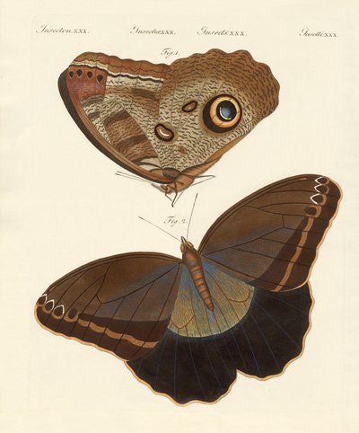 Surinam-Schmetterlinge von German School