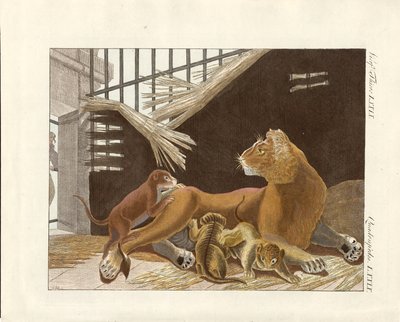 Die Löwin und ihre Jungen (kolorierte Gravur) von German School