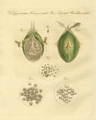 Die Ustilaginomycotina des Weizens von German School