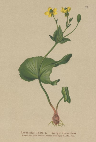 Thora-Hahnenfuß (Ranunculus Thora) von German School