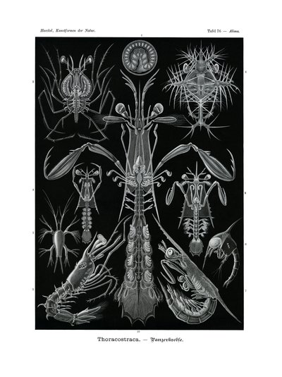 Thoracostraca von German School