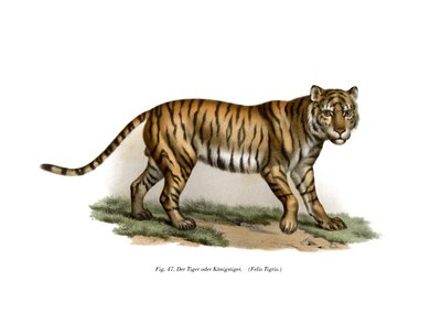 Tiger, 1860 von German School