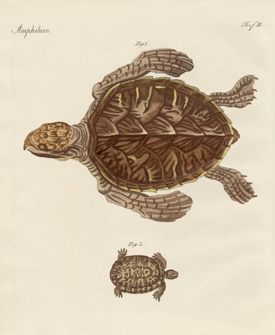 Schildkröten von German School