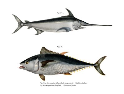 Thunfisch von German School