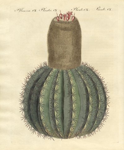 Türkenbundkaktus von German School