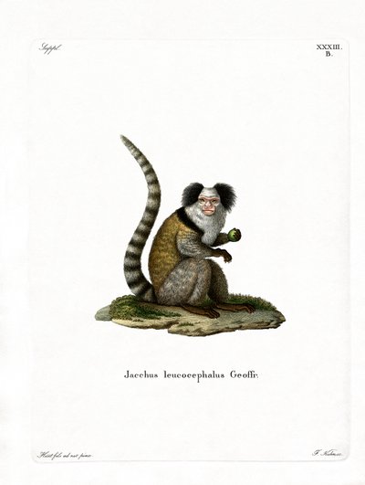 Weißkopf-Marmoset von German School